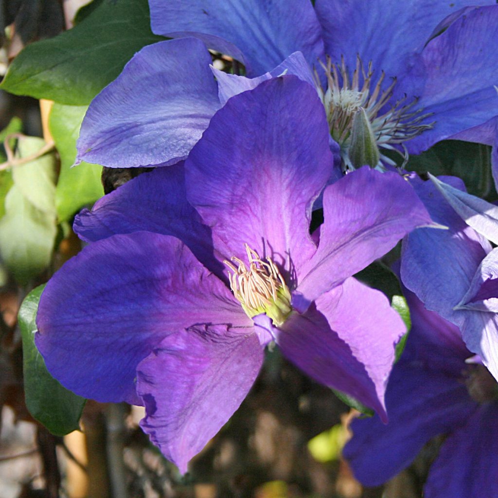 'Ascotiensis'