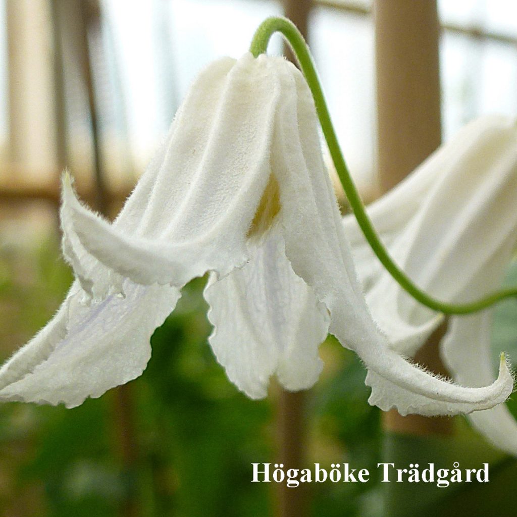 'Baby White'