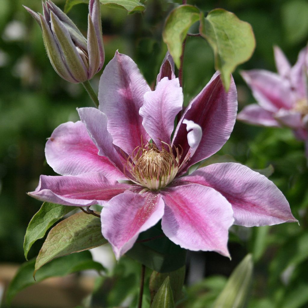 'Bees Jubilee'