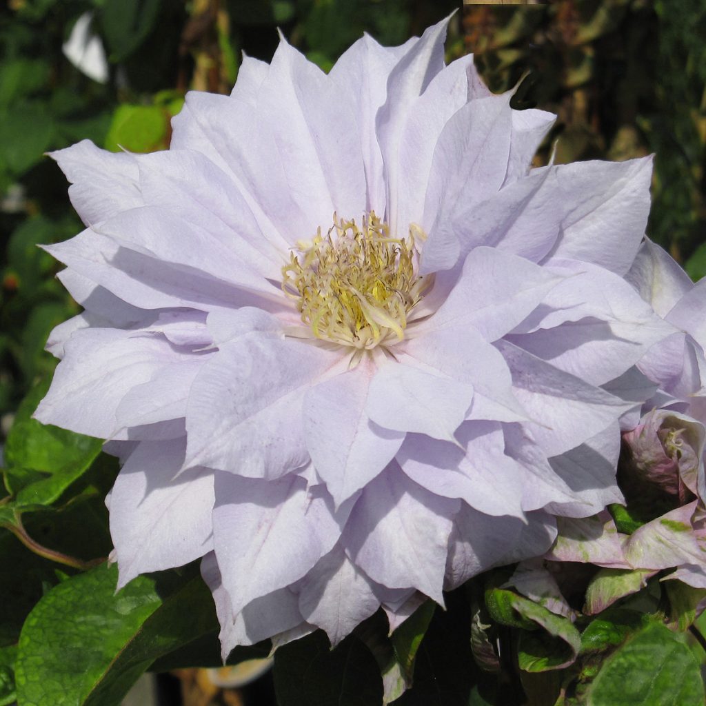 'Belle of Woking'