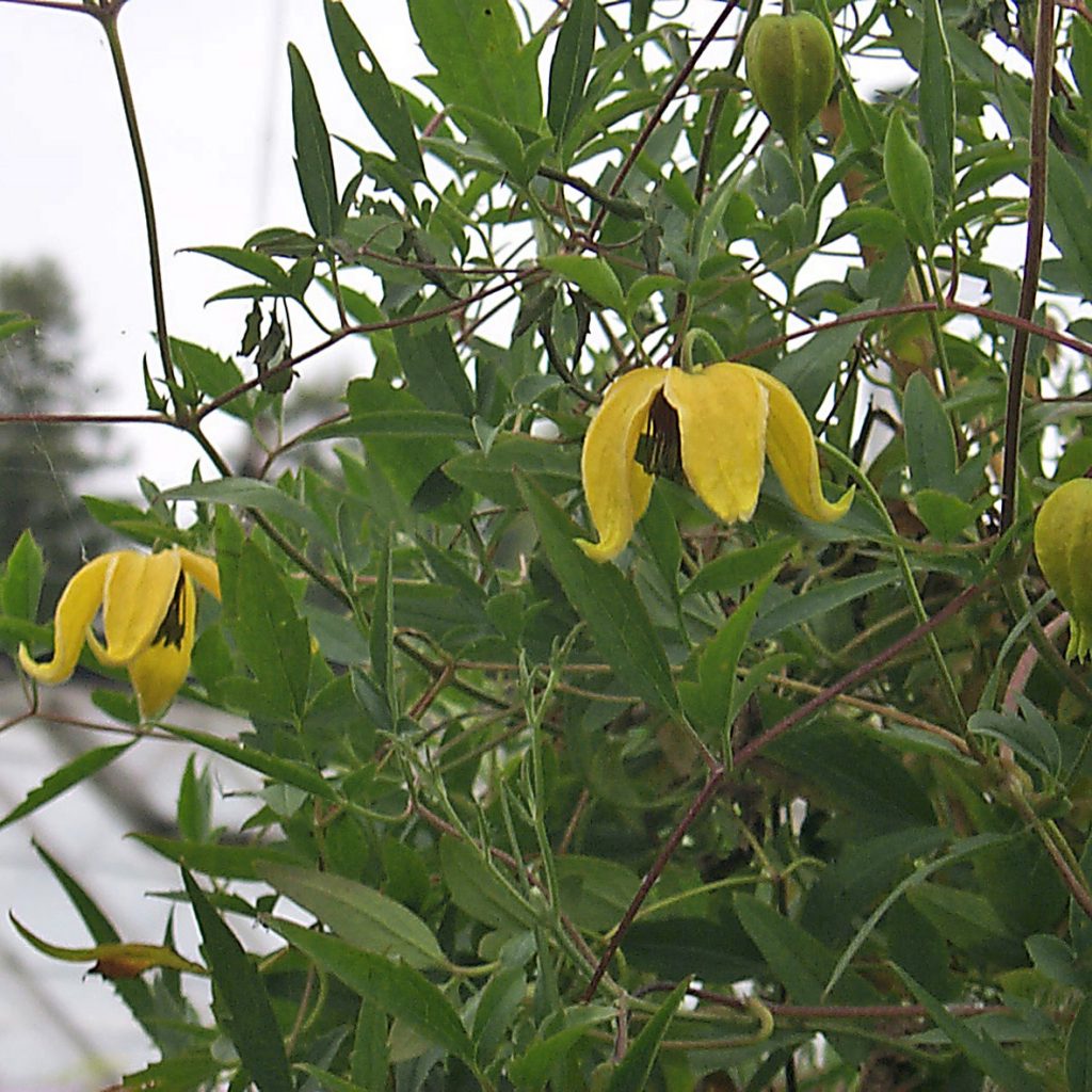 'Bill MacKenzie'