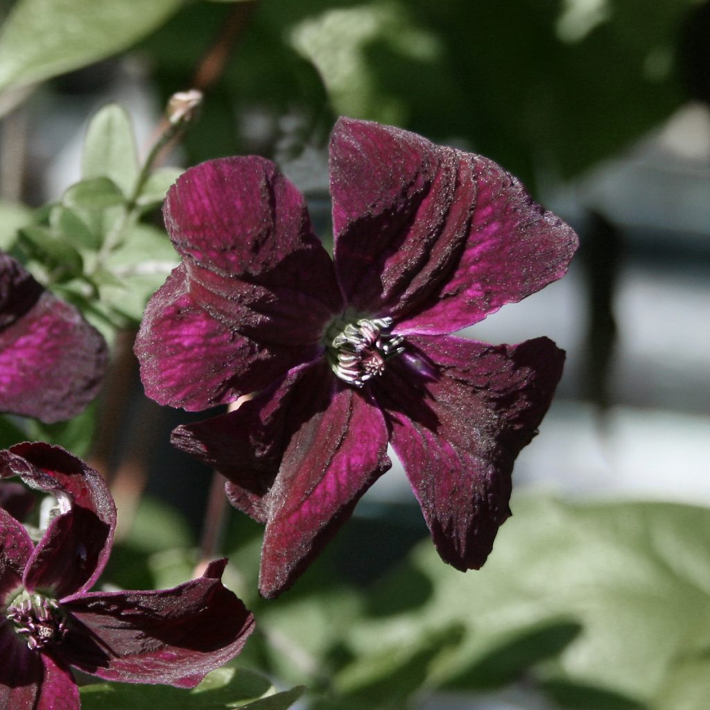 'Black Prince'