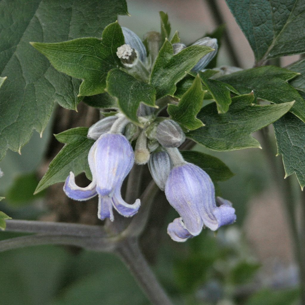 'Blue Dwarf'