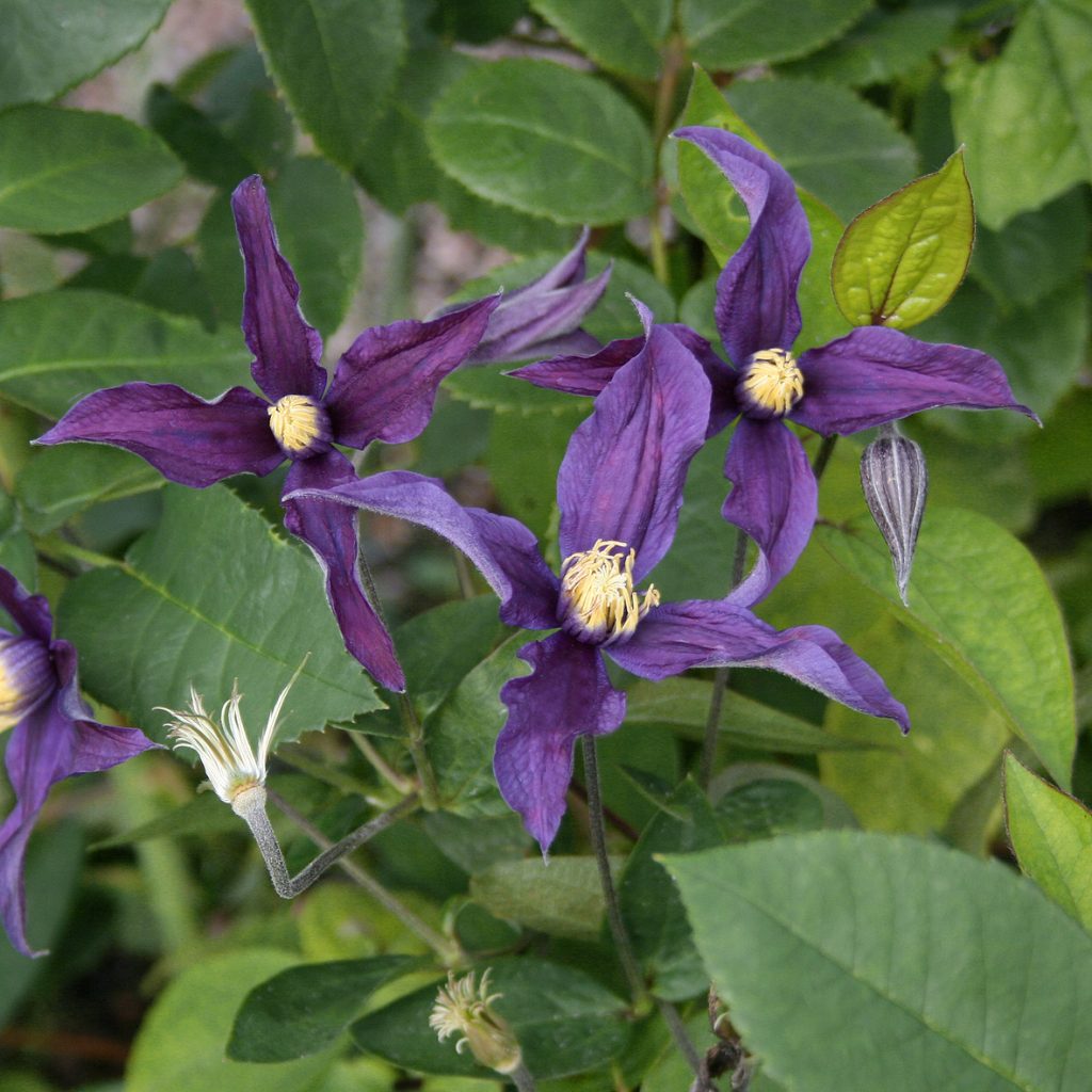 'Blue Sensation'