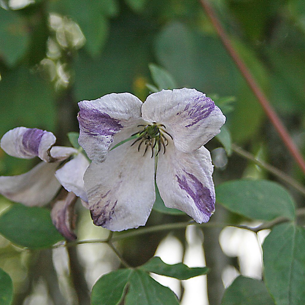 'Caerulea Luxureans'