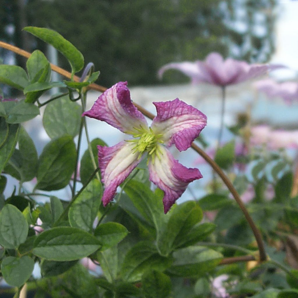 'Cicciolina'