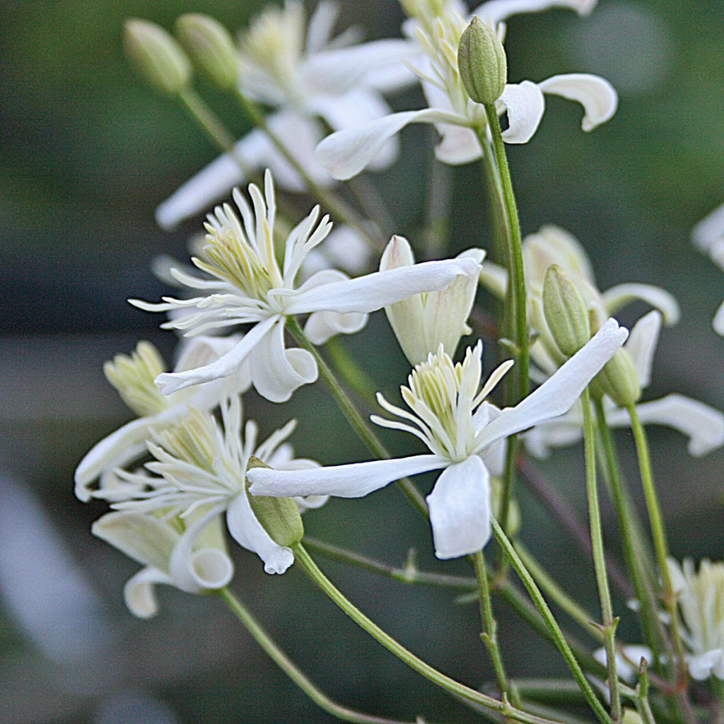 Clematis flammula