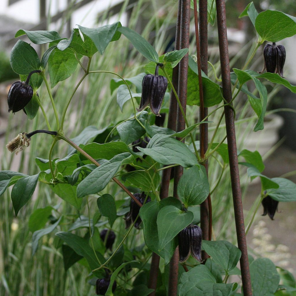 Clematis fusca