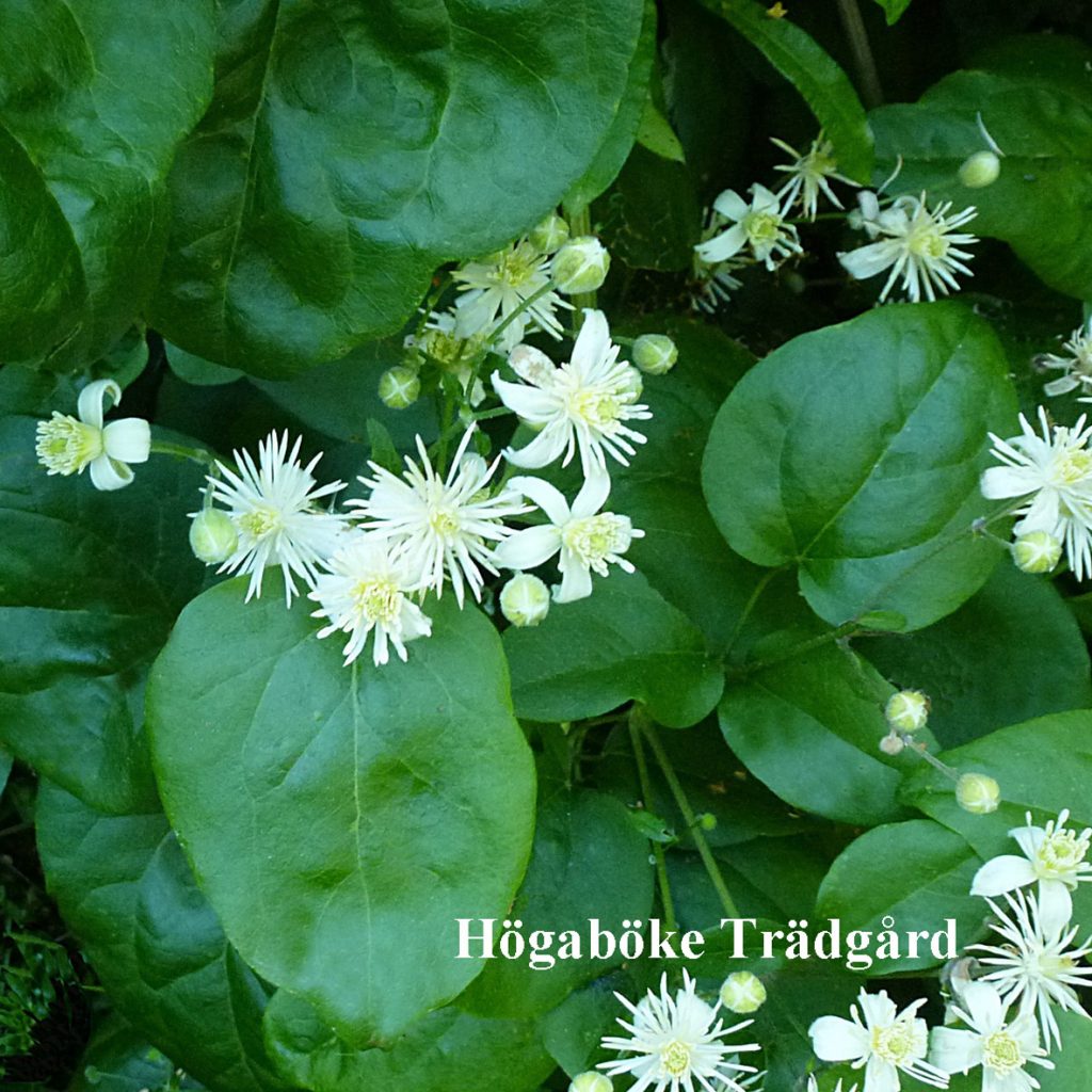 Clematis gouriana