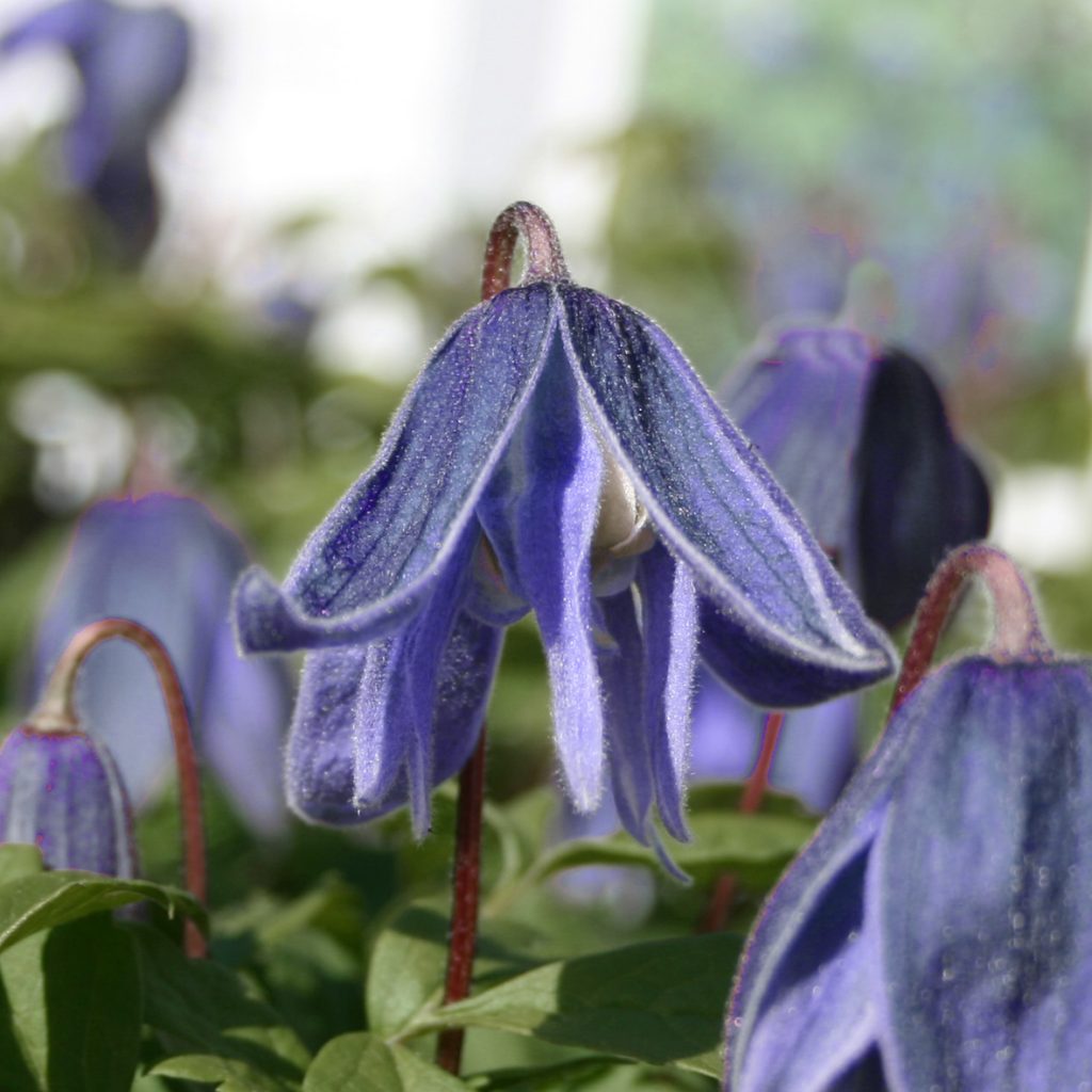 Clematis macropetala