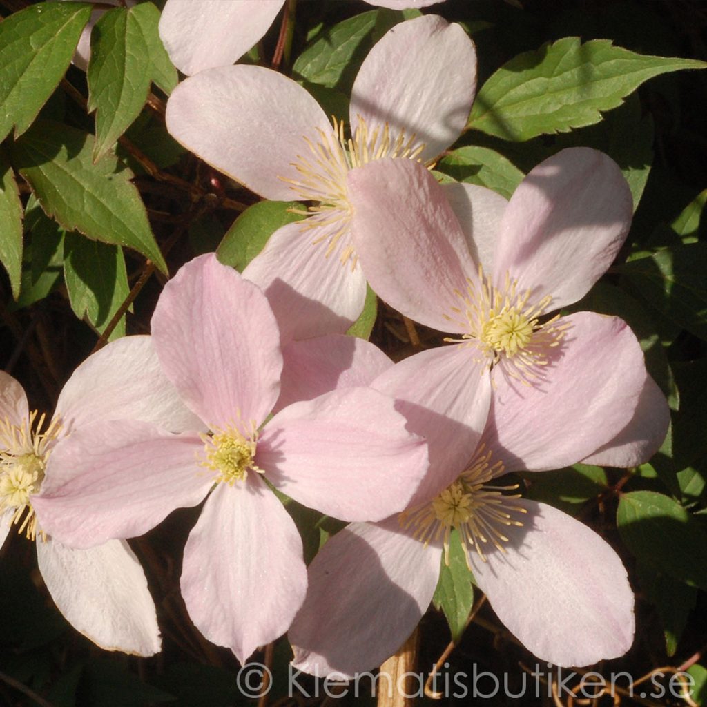 Clematis montana var. rubens