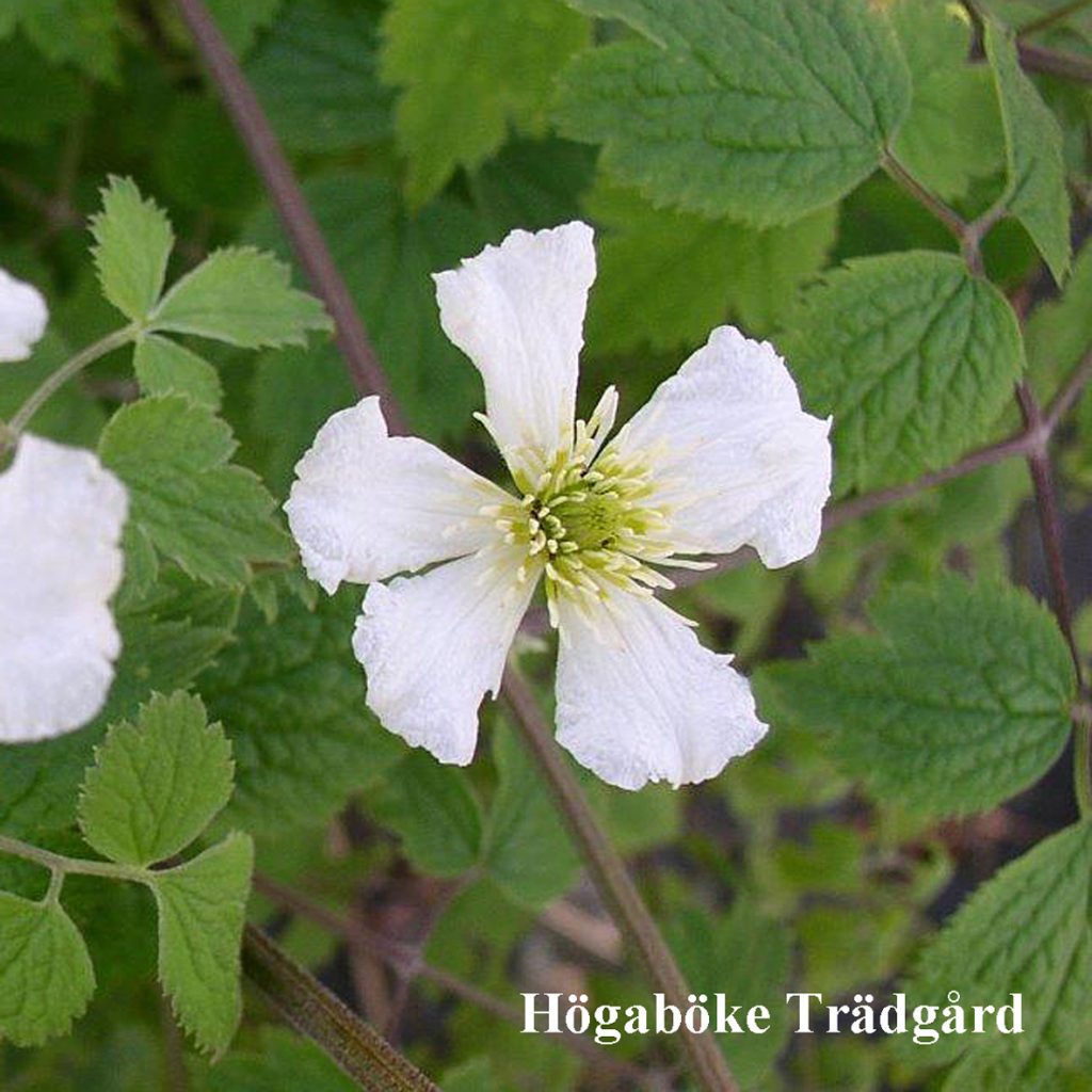 Clematis potaninii