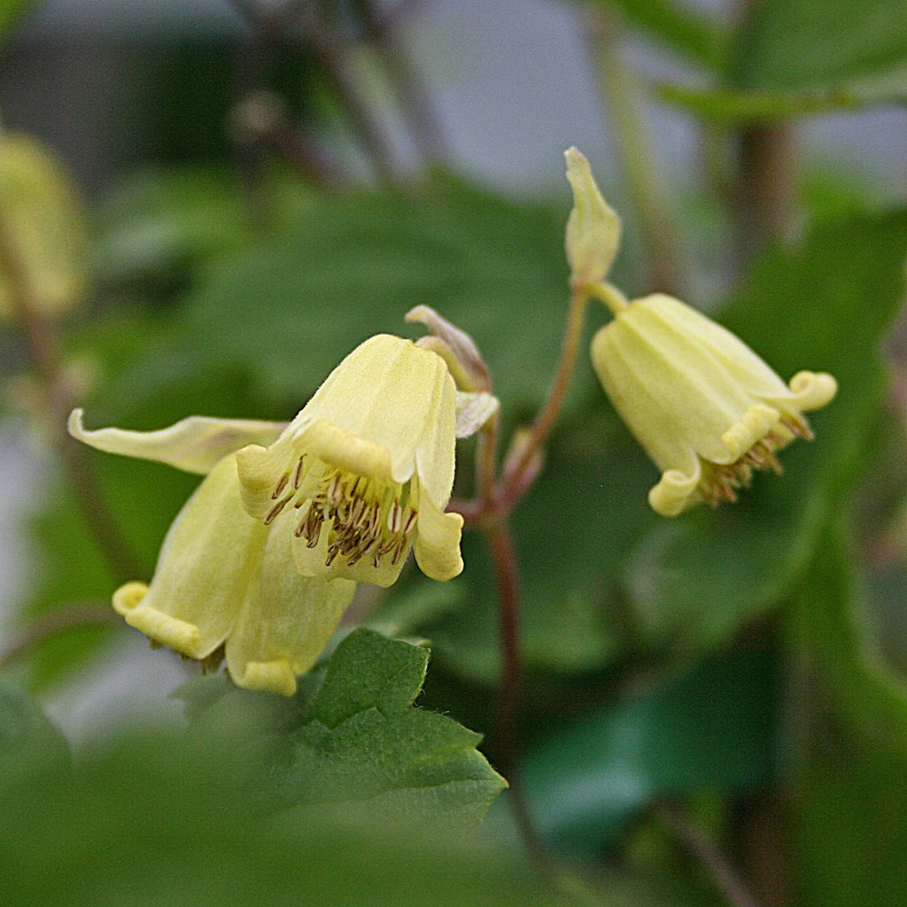 Clematis rehderiana