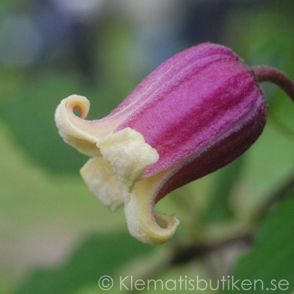 Clematis viorna