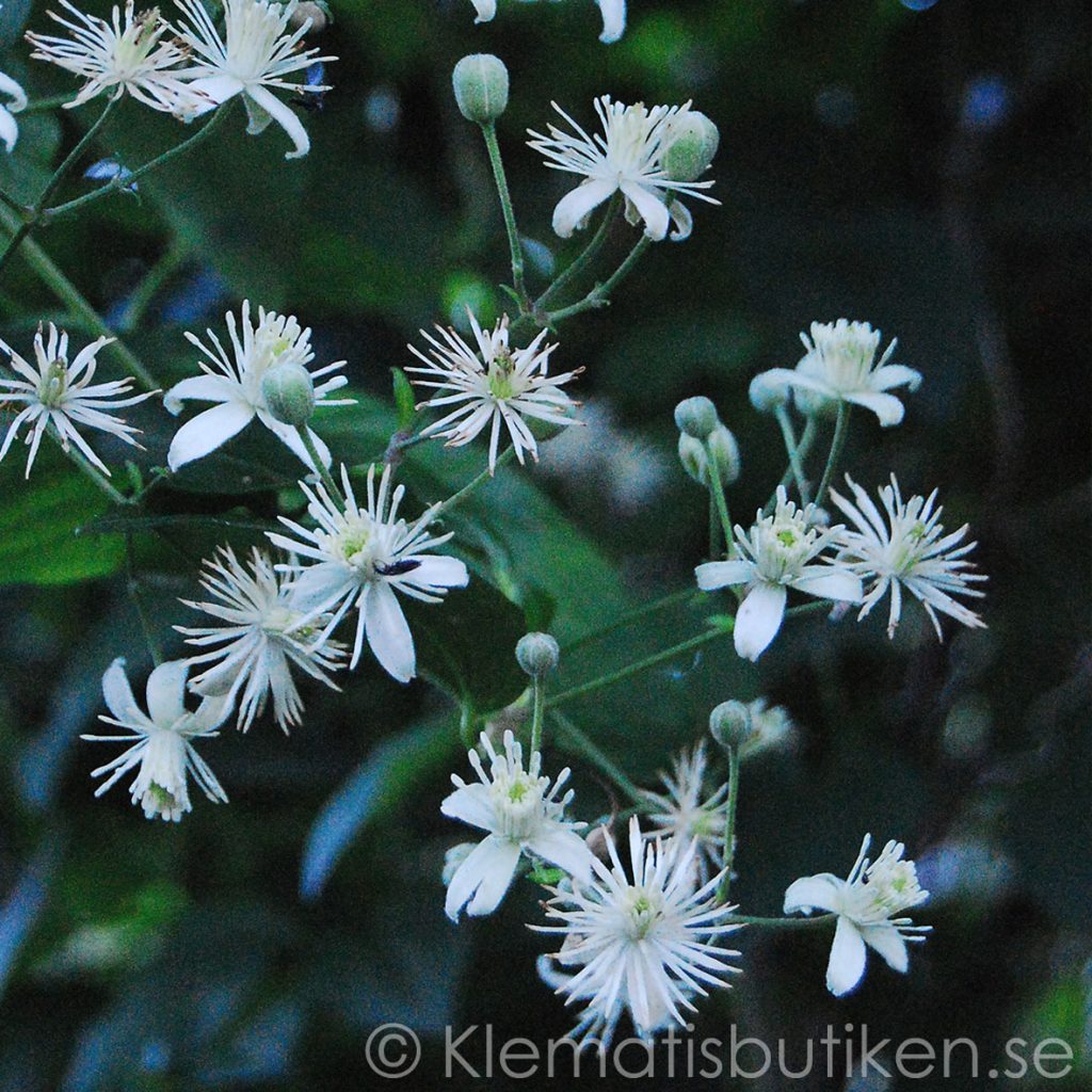 Clematis vitalba