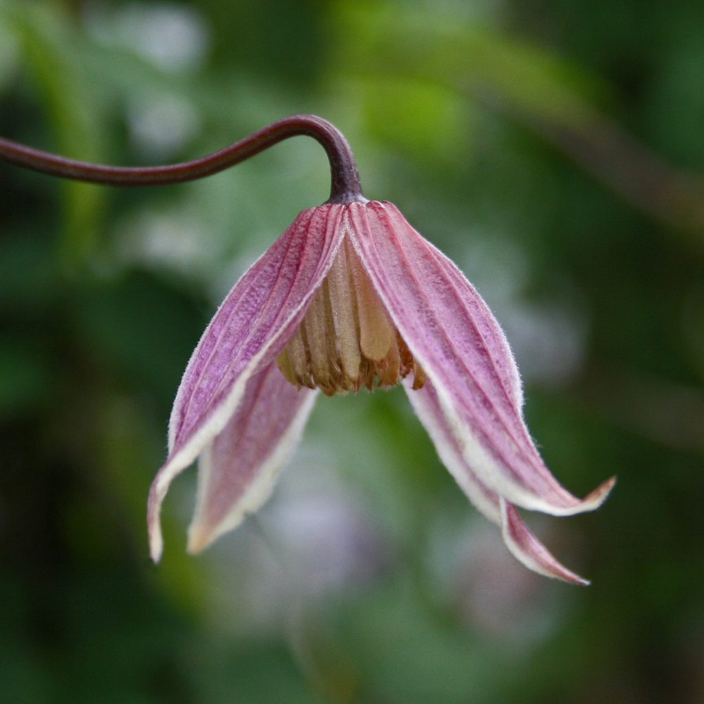 'Columella'