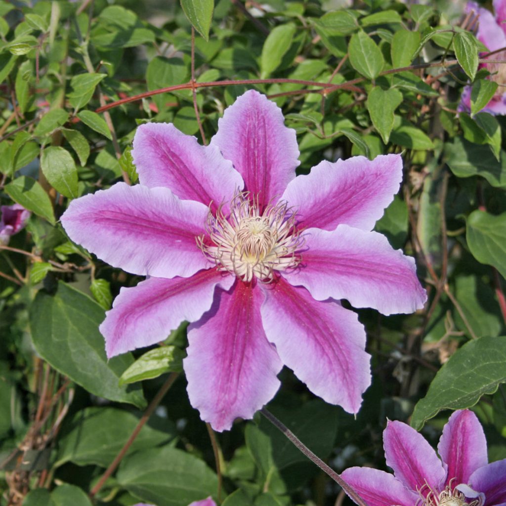 'Doctor Ruppel' Tidiga Storblommiga Gruppen - Rosor, Perenner och Klematis
