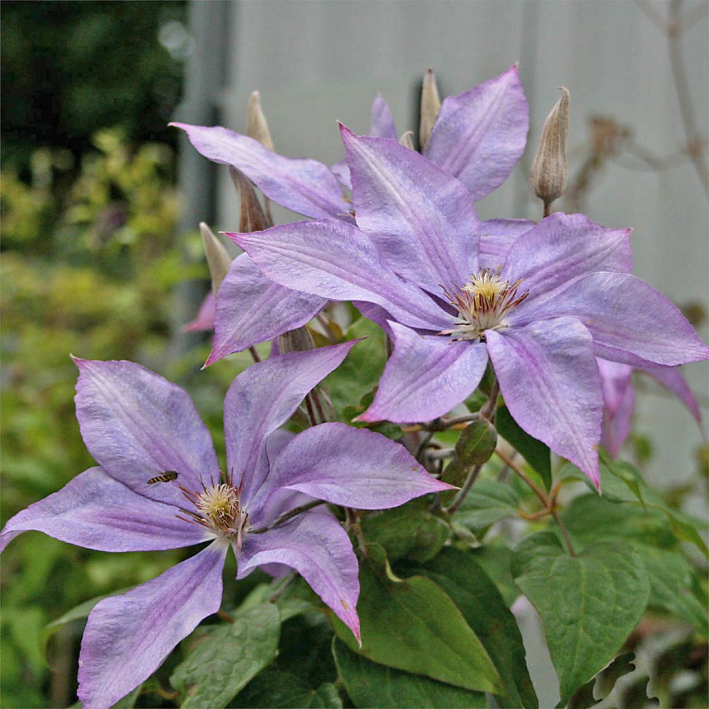 'Dorothy Walton'