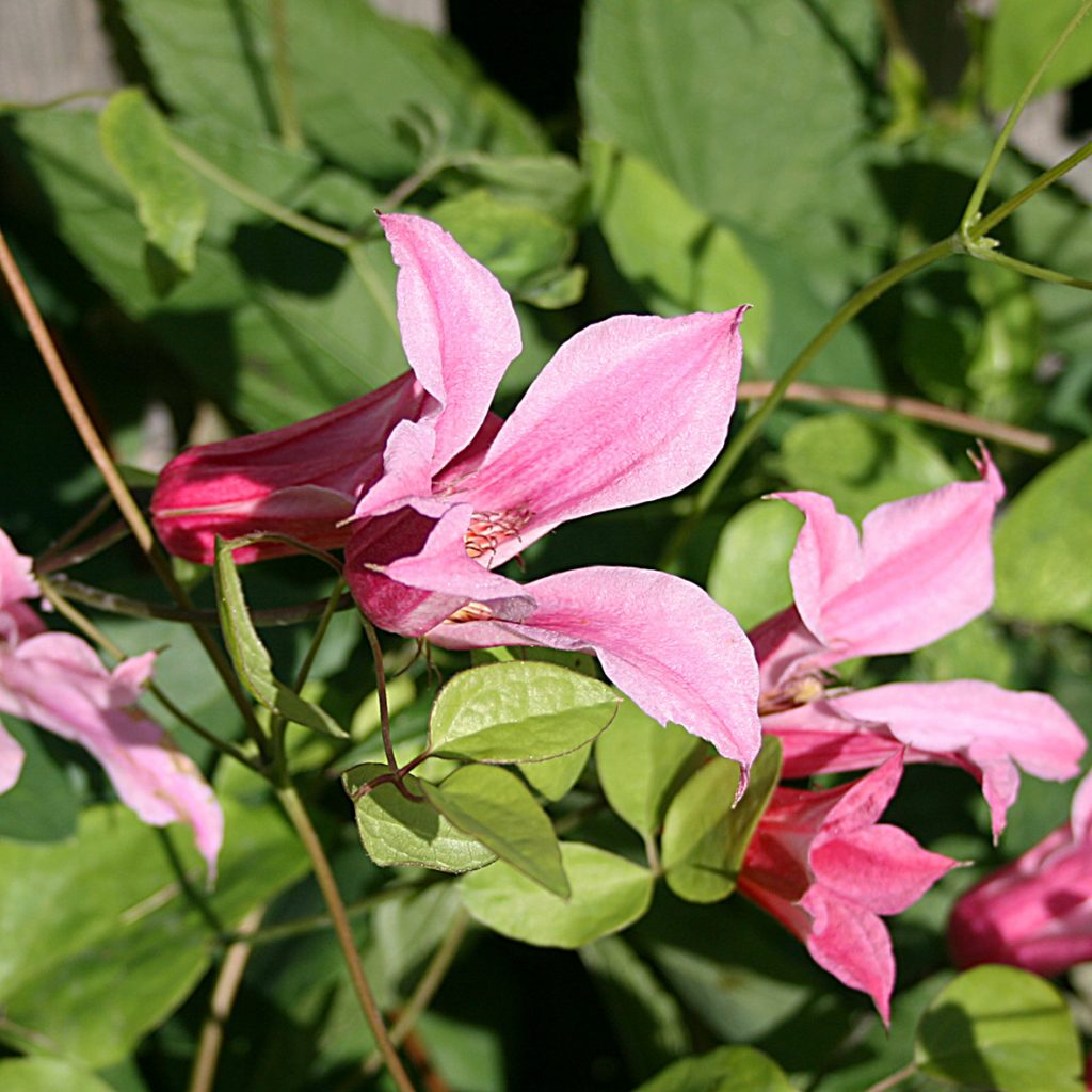 'Duchess of Albany'