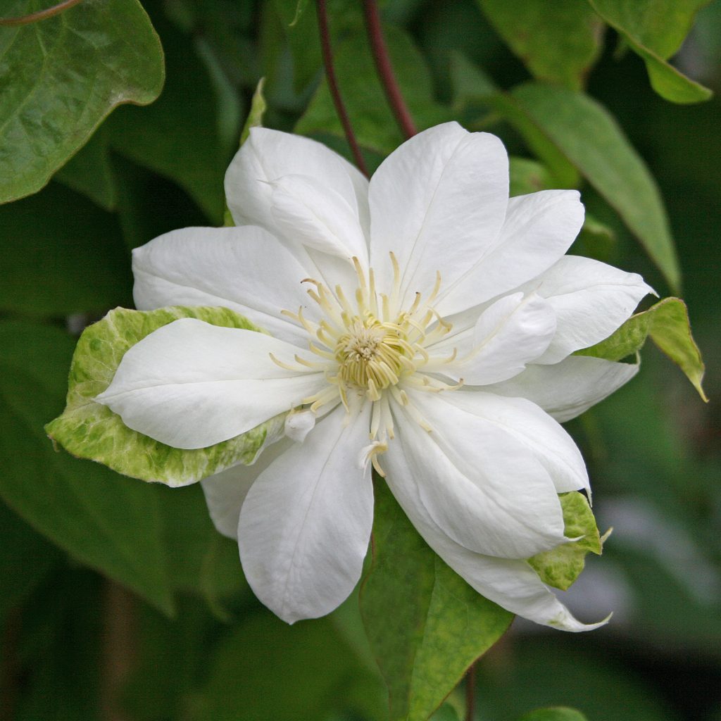 'Duchess of Edinburgh'