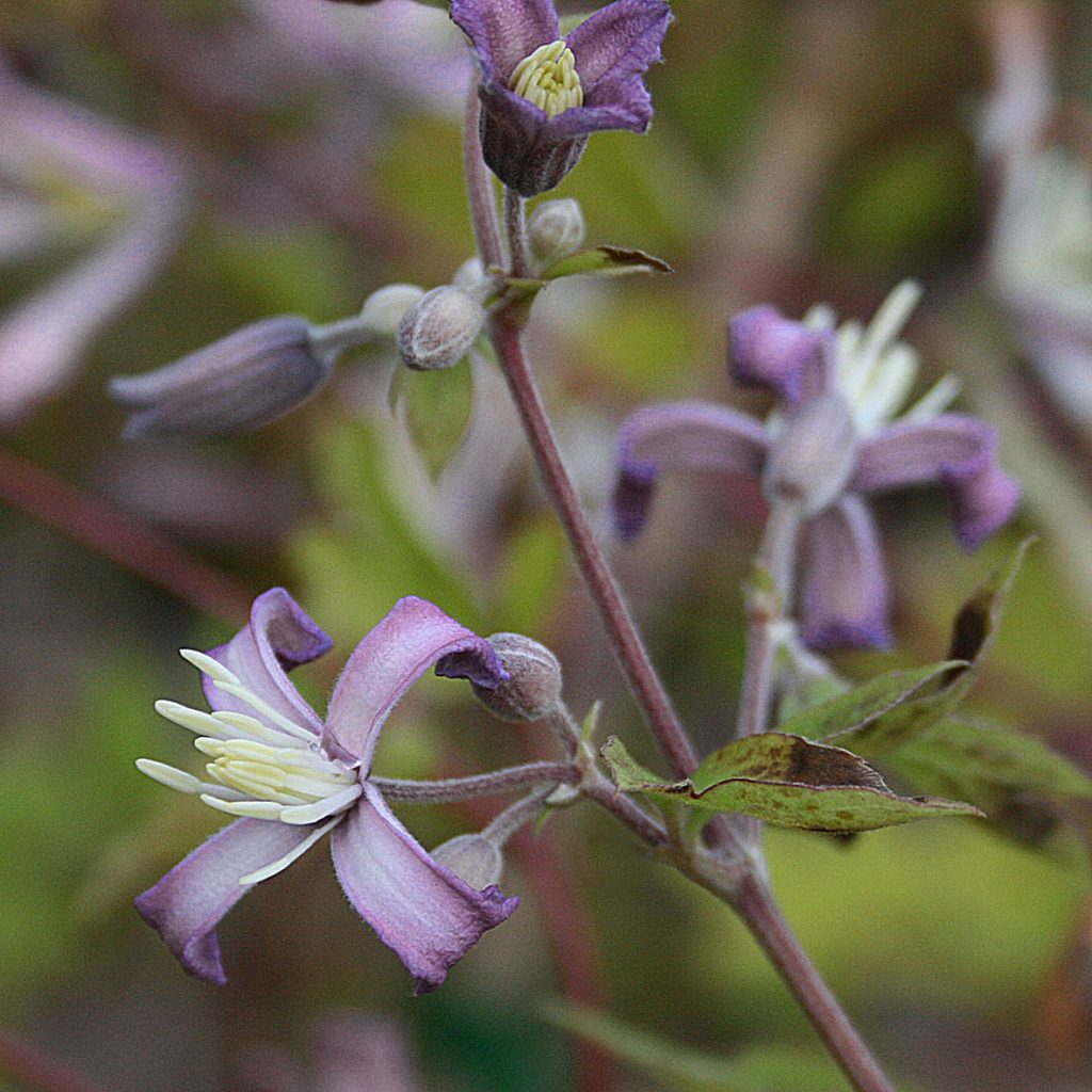 'Edward Prichard'