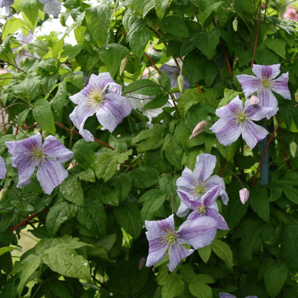'Emilia Plater'