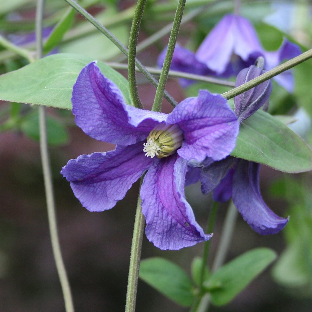 'Eriostemon'