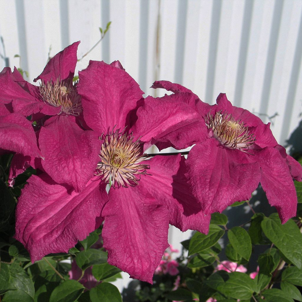 'Ernest Markham'