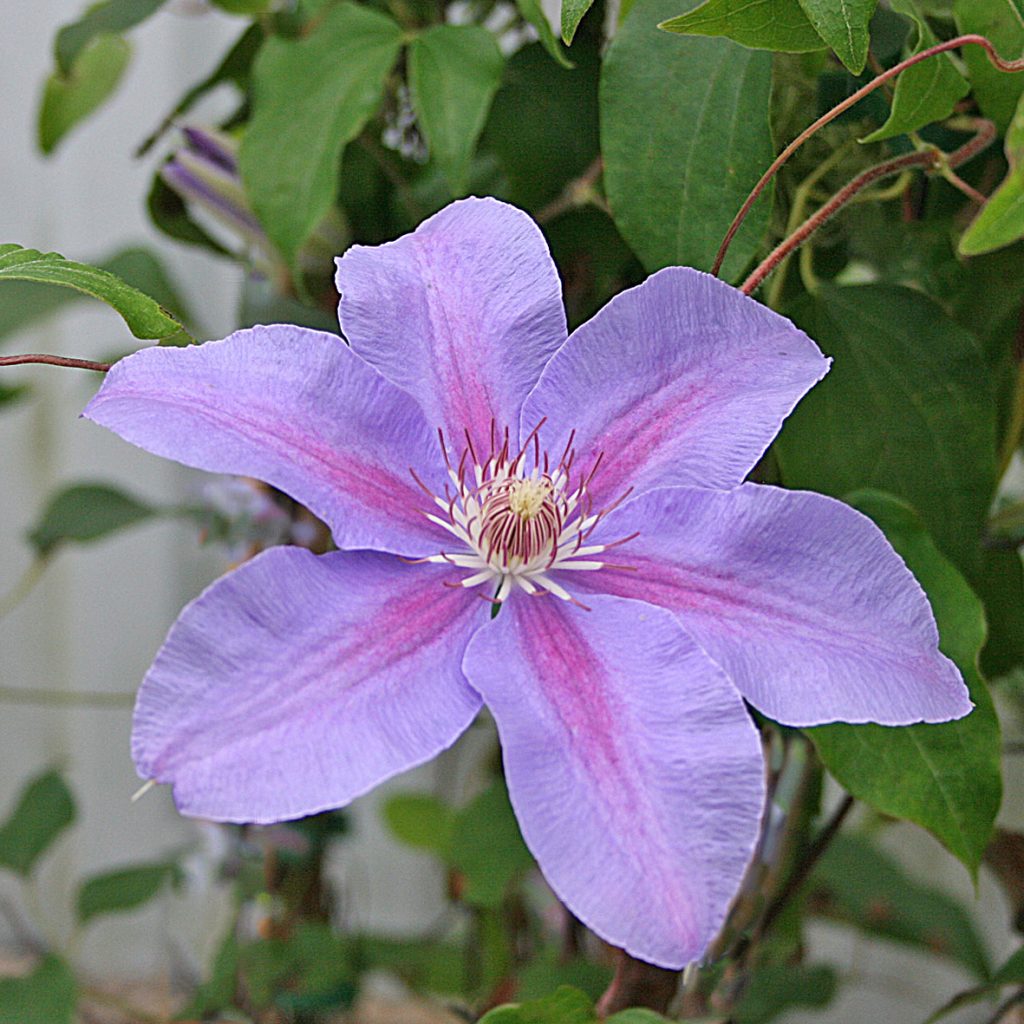 'Etoile de Malicorne'