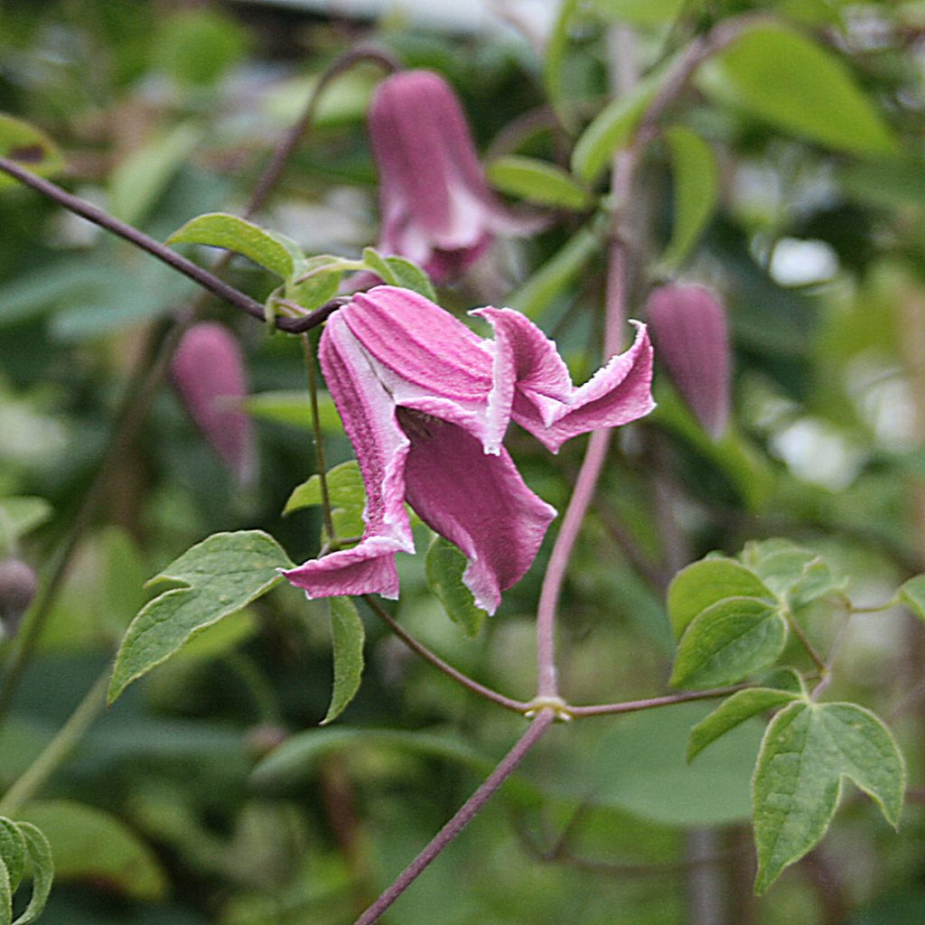 'Etoile Rose'