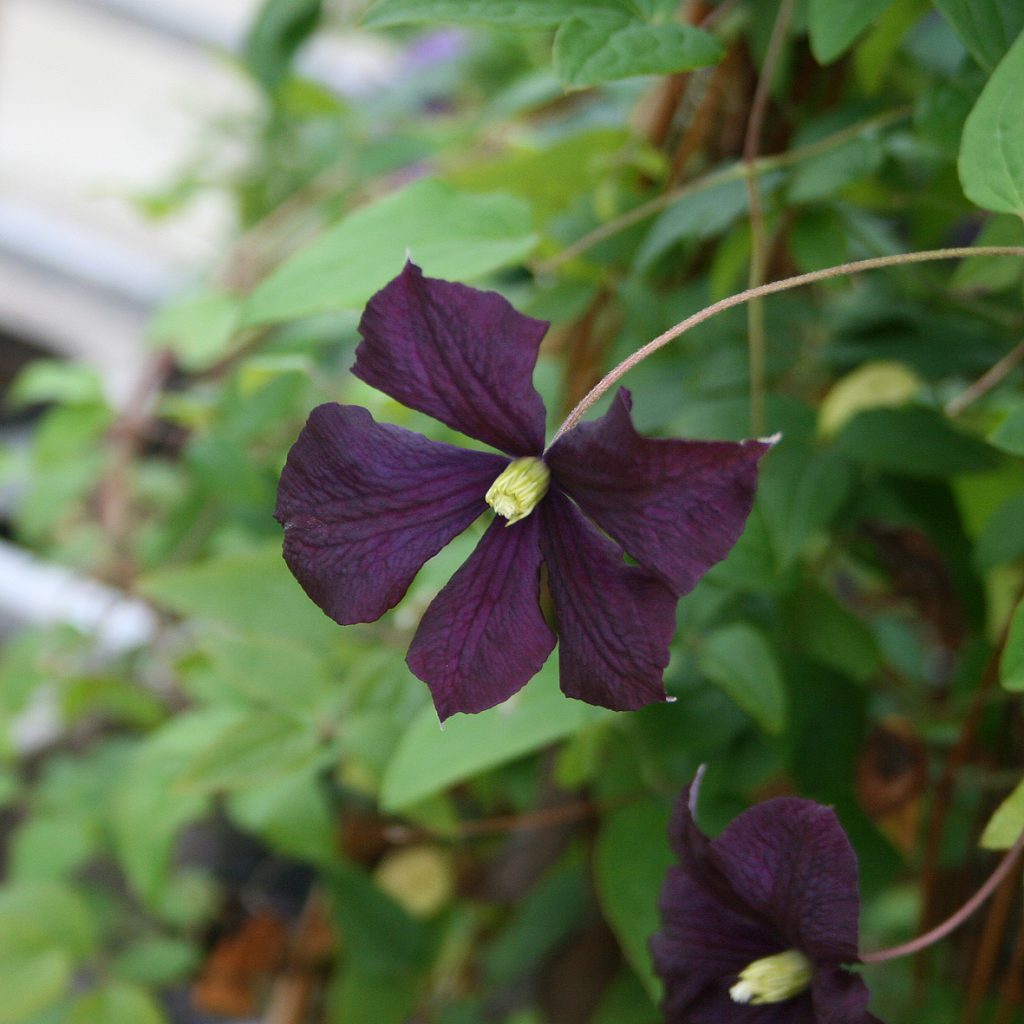 'Etoile Violette'