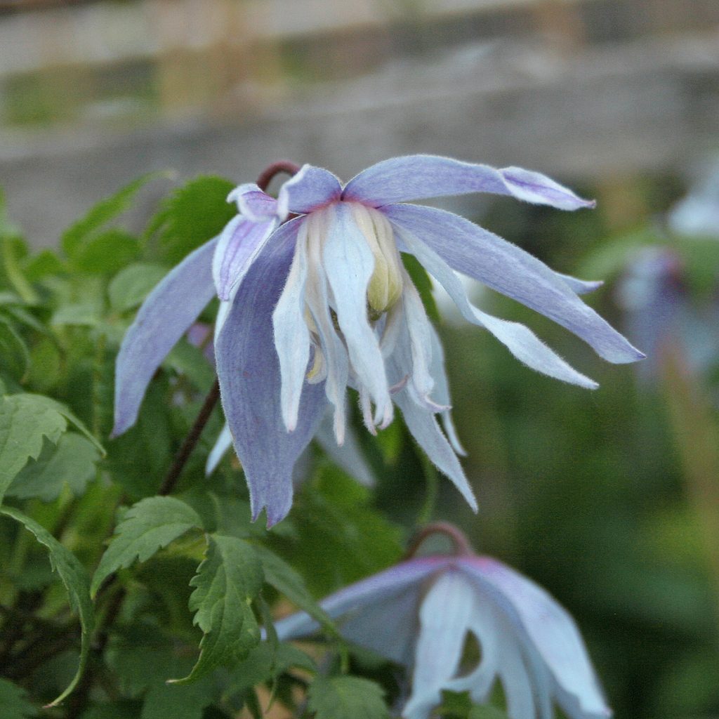 'Eximia'