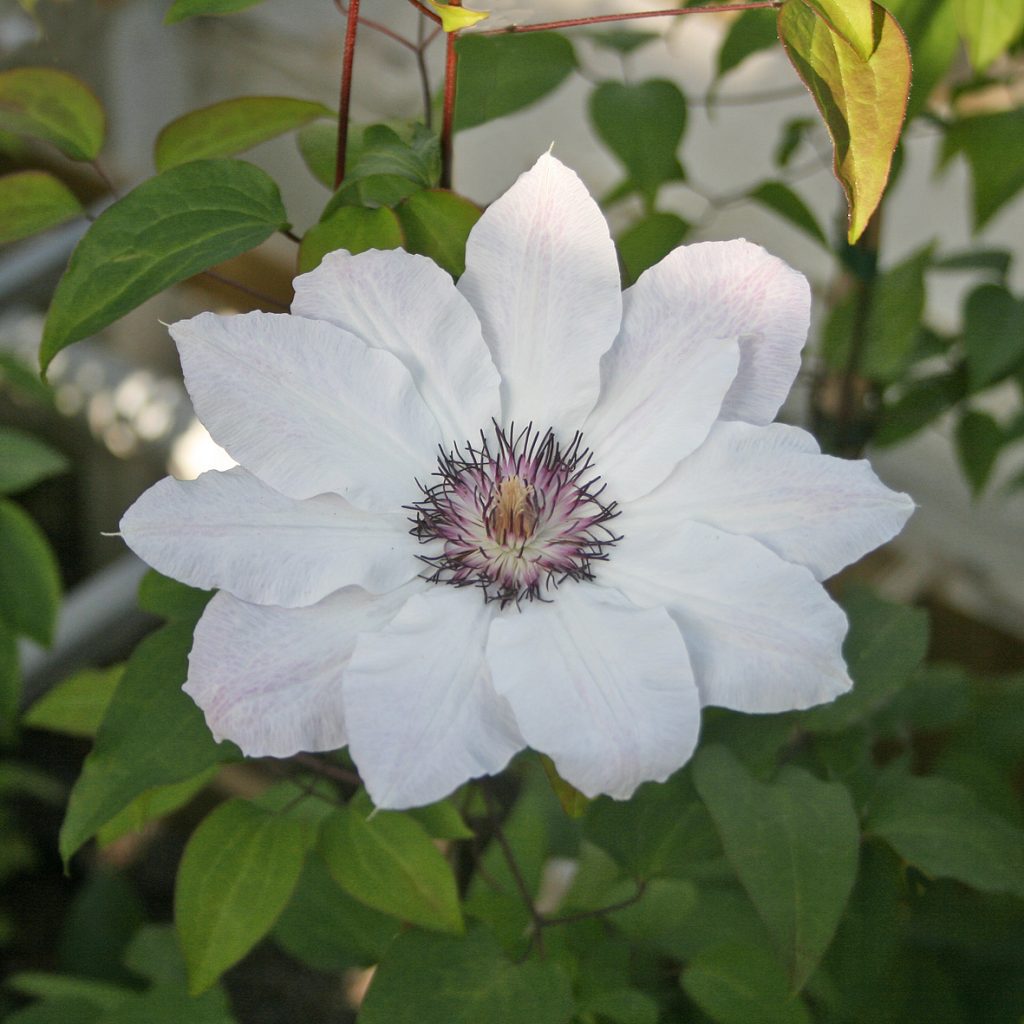 'Fair Rosamond'
