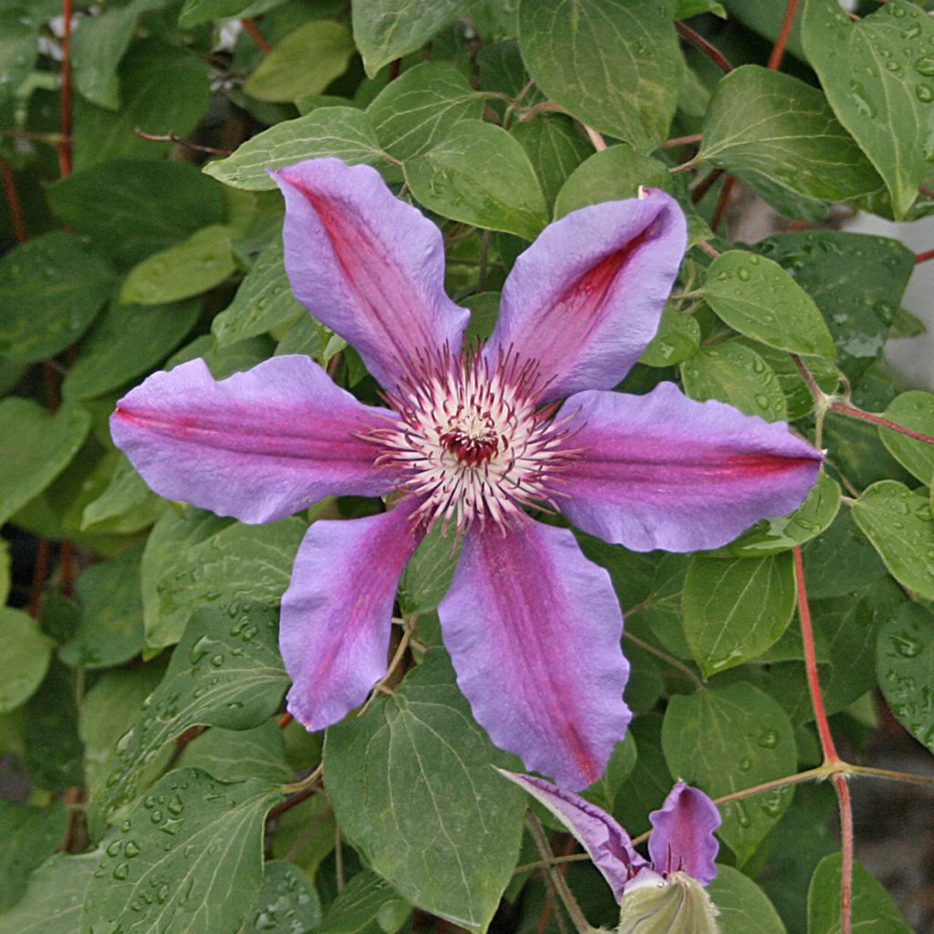 'Fireworks'