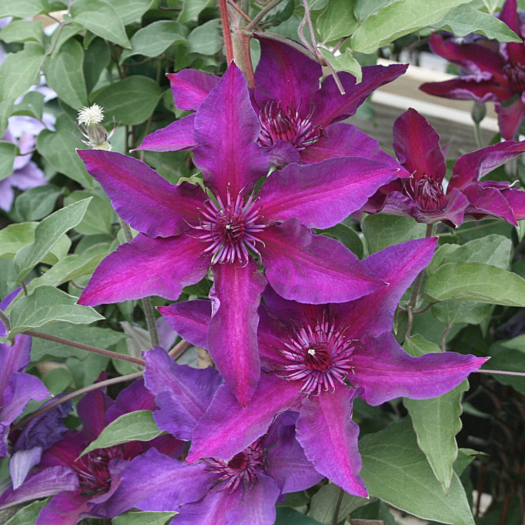 FLEURI