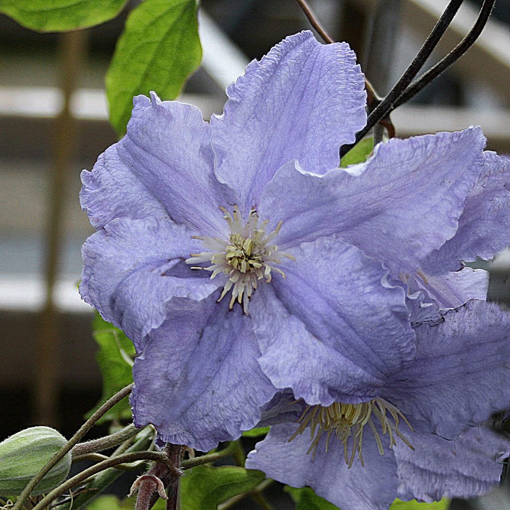 'Fryderyk Chopin'