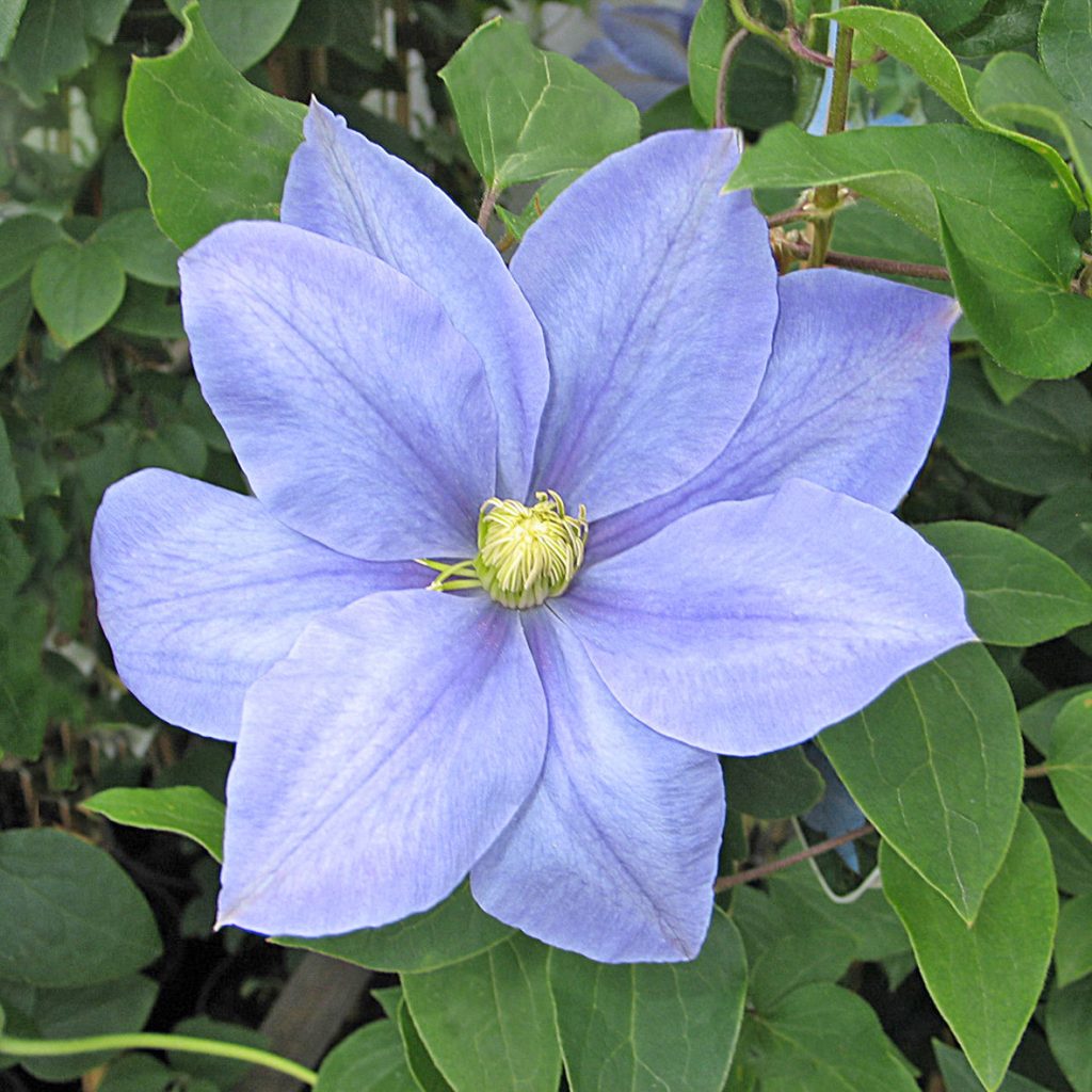 'Fujimusume'
