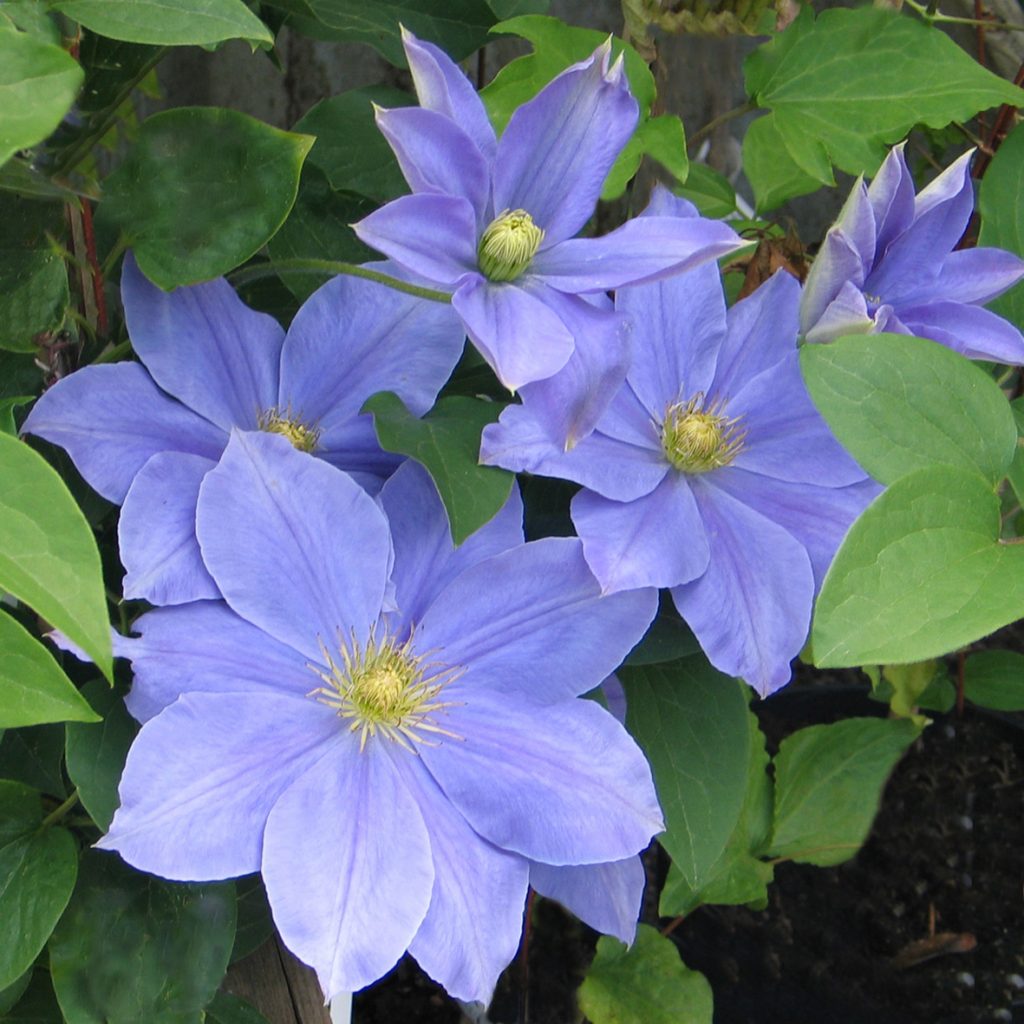 'Fujimusume'