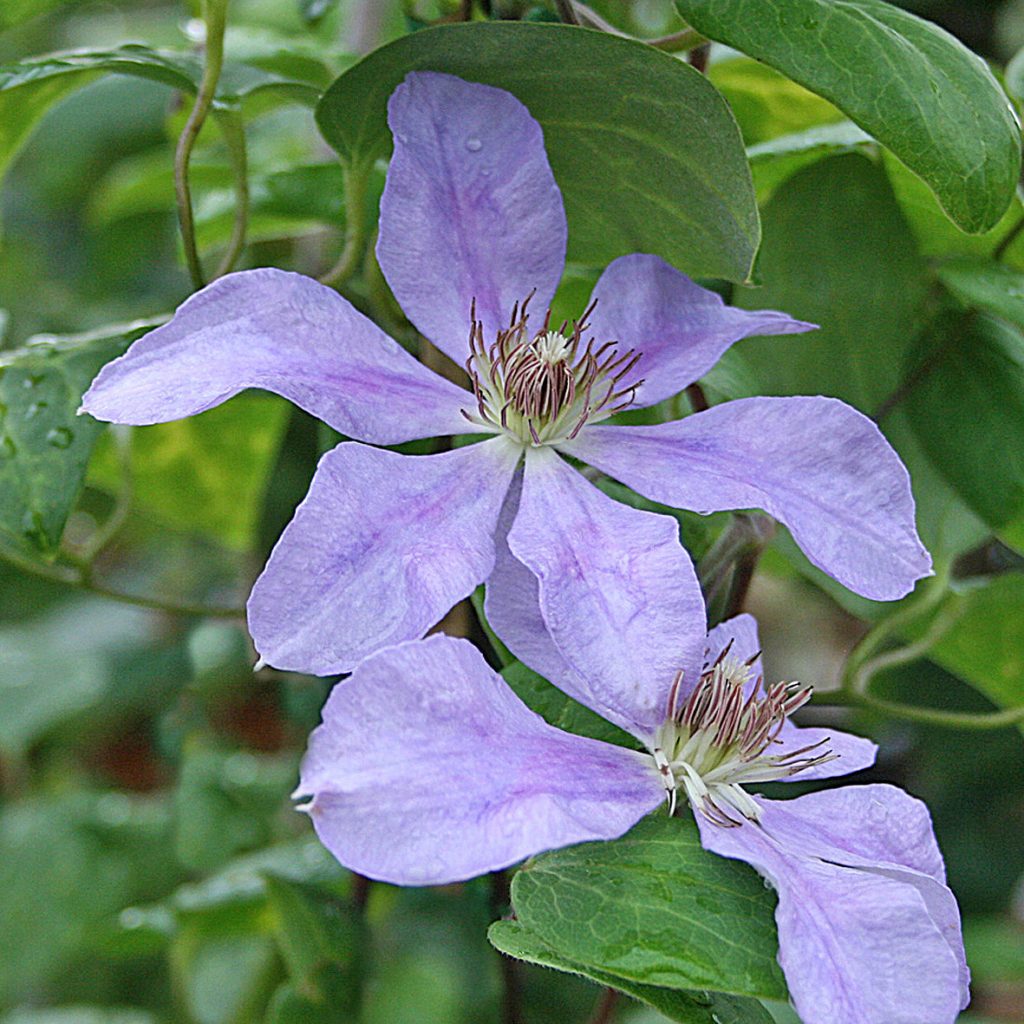 'Gabrielle'