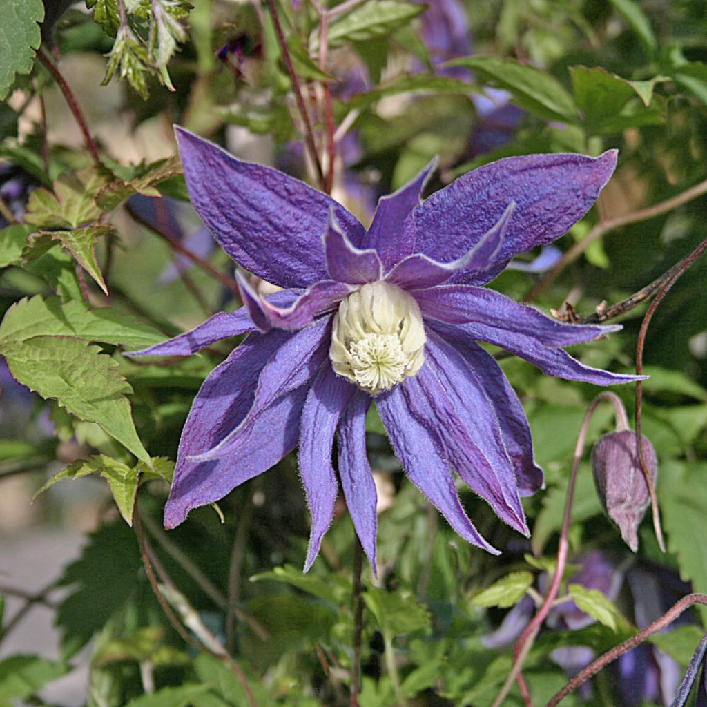 'Georg'