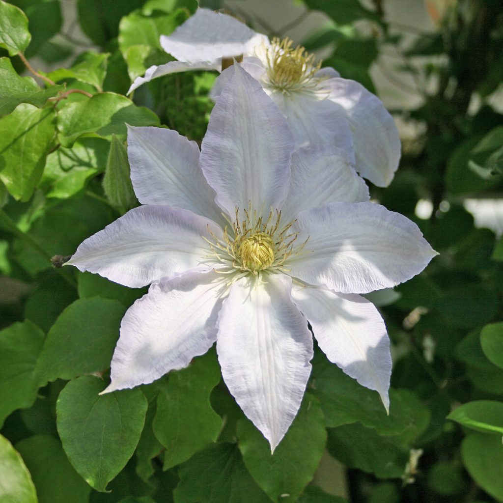 'Gillian Blades'