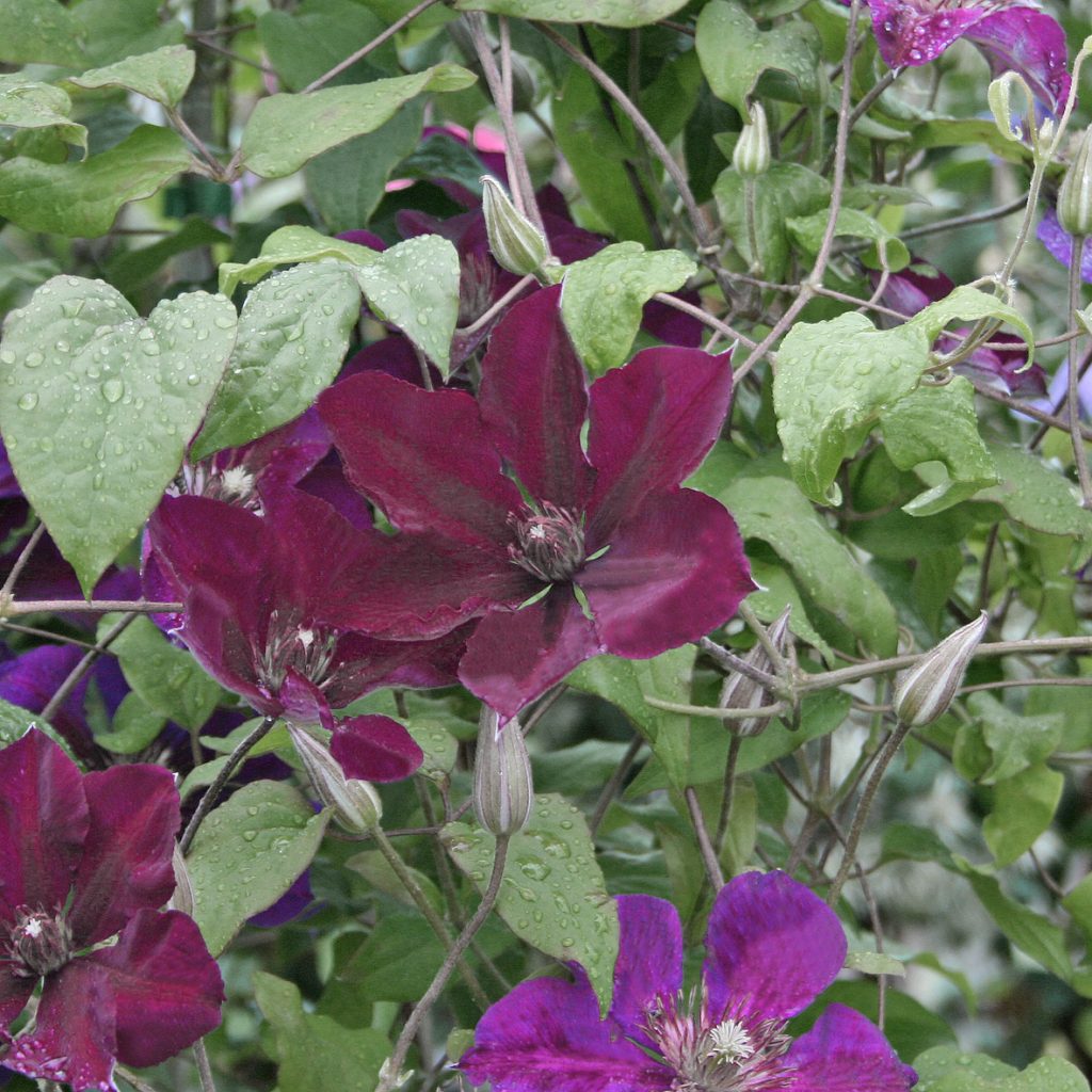 'Gipsy Queen'