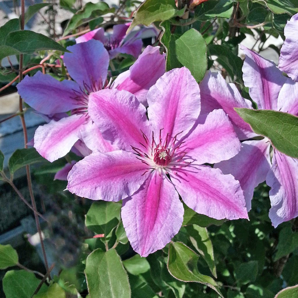 'Girenas'