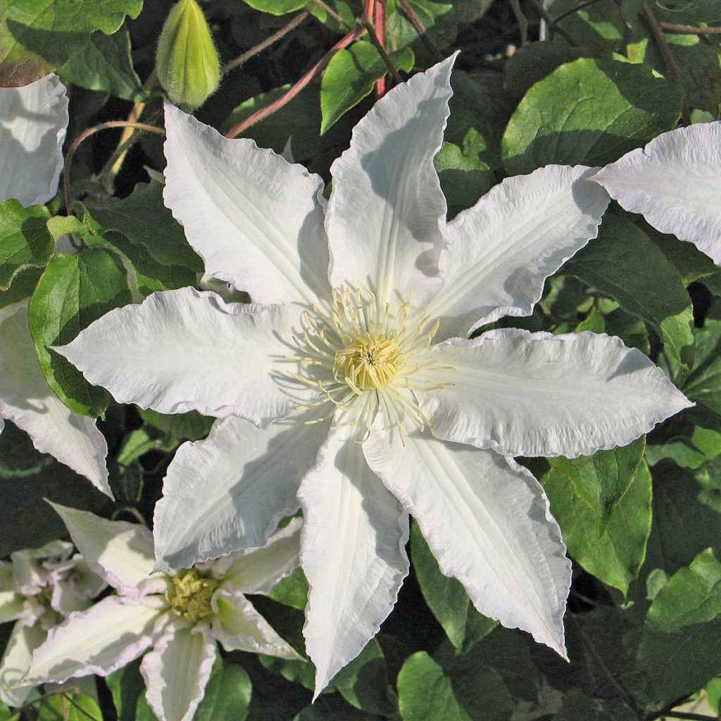 'Gladys Picard'