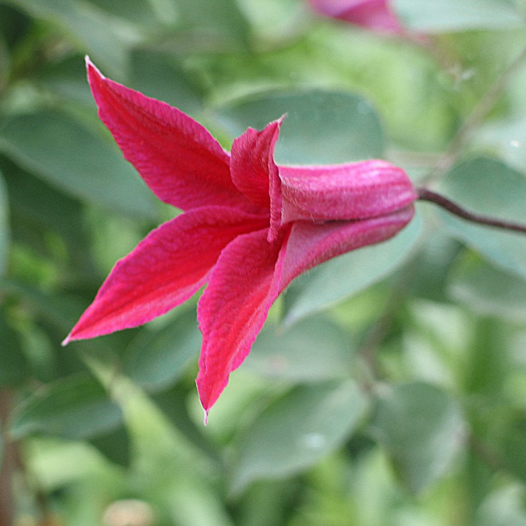 'Gravetye Beauty'