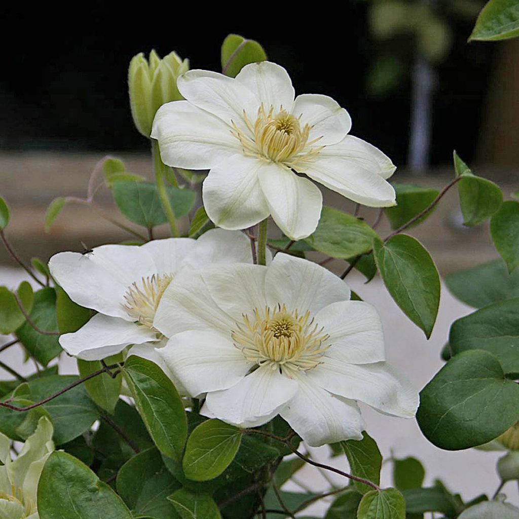 'Guernsey Cream'