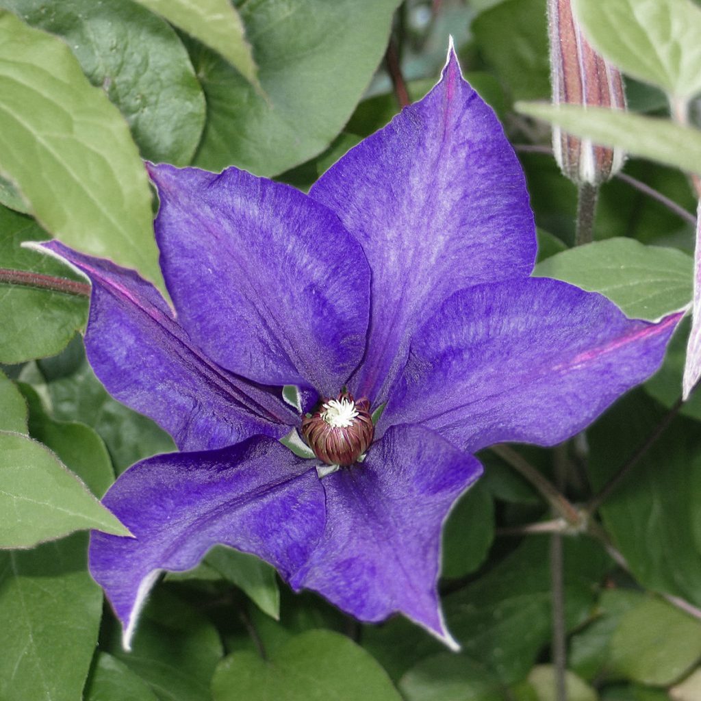 'Guiding Star'