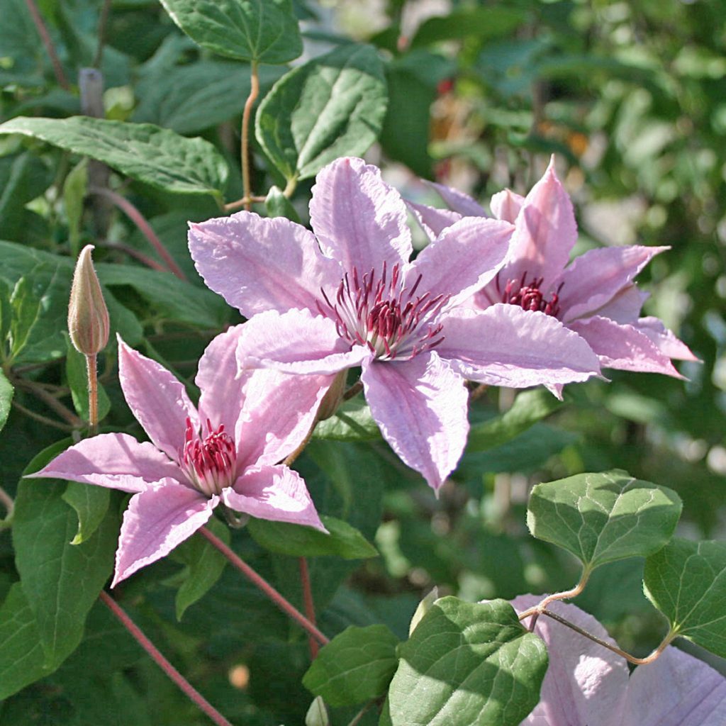 'Hagley Hybrid'