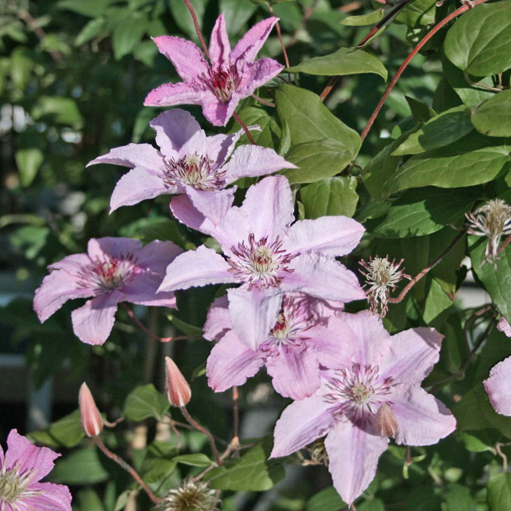 'Hagley Hybrid'