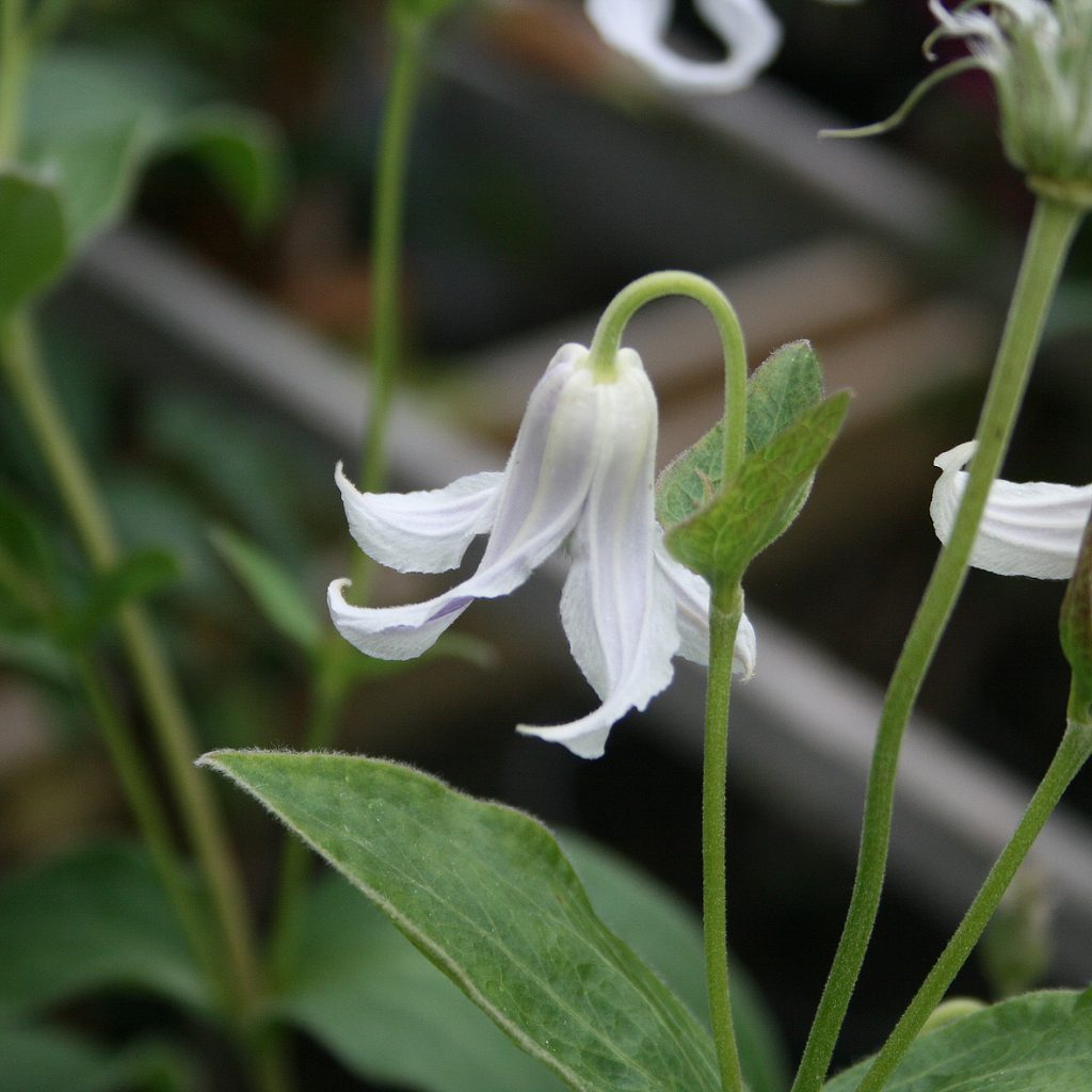'Hakuree'
